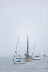 Fototapeta premium Agrupamento de veleiros com mastros altos ancorados na névoa da baía