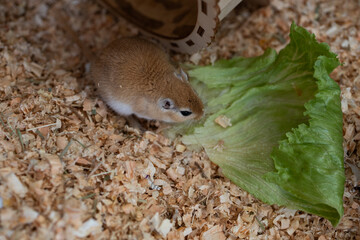 golden gerbil is eating in cage, cute rodent. Suitable for zoo and ecology themes.