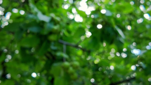 Soft natural spring bokeh background in vibrant green hues, creating tranquil and refreshing atmosphere perfect for projects requiring nature inspired visuals