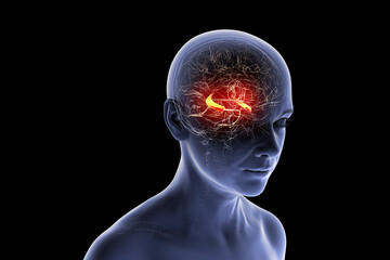 Fototapeta premium Human brain with highlighted hippocampus, a key structure involved in memory, learning, and emotional regulation, 3D illustration