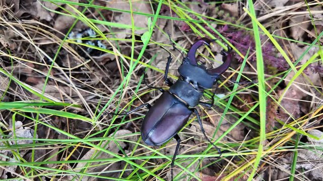 stag beetle, relating to Lucanus cervus, depicted in forest ambiance, capturing intricate details of its anatomy while in harmony with surrounding nature