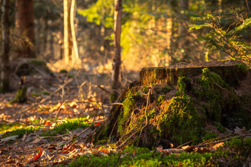 Close-up of a moss-covered stump surrounded by autumn forest with fallen leaves