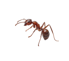 Red Ant Carrying Sugar Cube isolated on a transparent background