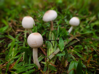 close up of a bunch of mushrooms on the grass in the rainy season