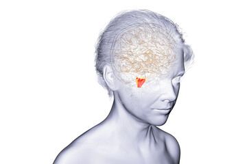 Medulla oblongata highlighted in human brain, 3D illustration