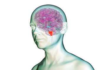 Medulla oblongata highlighted in human brain, 3D illustration