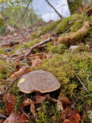 A brown bolete mushroom emerges from lush green moss beside twigs and pine needles on a damp forest floor, showing natural woodland textures