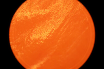 Magnolia Fruit up Close - Microscope