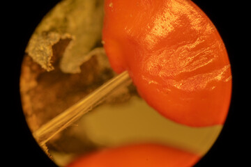 Magnolia Fruit up Close - Microscope