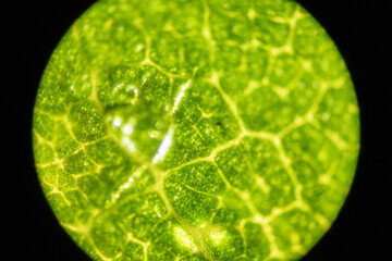 Microscopic Leaf Photo 