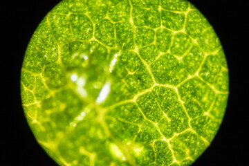 Microscopic Leaf Photo 