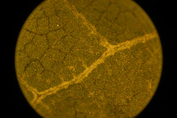 Microscopic Leaf Photo 