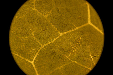 Microscopic Leaf Photo 