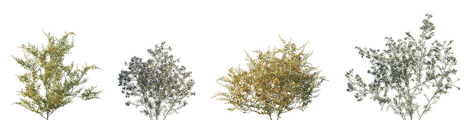 Set of 2 Chamaedaphne calyculata and 2 Chamelaucium uncinatum frontal isolated png on a transparent background perfectly cutout high resolution