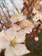 Fototapeta premium Close-up photo of a cherry blossom branch in full bloom, highlighting delicate pink flowers and fresh spring growth.