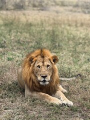 Male Lion Portrait, Tanzania