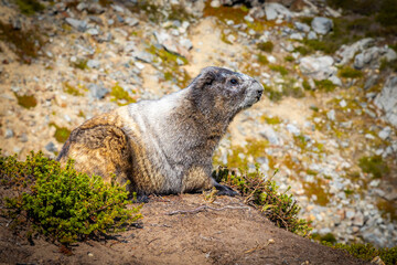 Close up cute marmot portrait in North Cascades National Park.