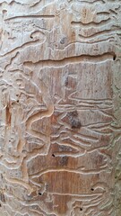 Bark beetle galleries on deadwood — engraved wood texture and pest damage