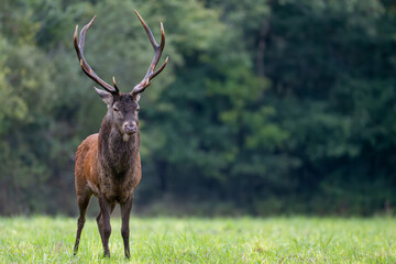 Portrait of a mature Red deer stag observing the senses in alert in a plain during the rut. Cervus elaphus, Sologne, Loiret 45, région Centre Val de Loire, France, European Union, Europe