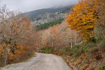 Obraz premium Path crossing the beech forest of Peñarroya Moncayo, Moncayo Natural Park, Zaragoza province, Spain