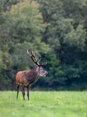 Mature Red deer stag roaring in a plain during the rut. Cervus elaphus, Sologne, Loiret 45, région Centre Val de Loire, France, European Union, Europe