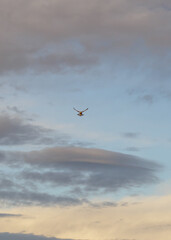 A wild common kestrel flying in the blue sky. This animal is a bird of prey, a hunter in wildlife