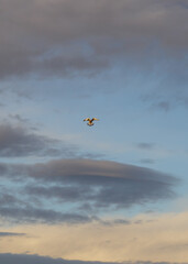 A wild common kestrel flying in the blue sky. This animal is a bird of prey, a hunter in wildlife