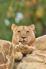 Lion (Panthera leo) portrait of a male grooming its paws, a captive animal. Zoo Zlin Lesna in Czech republic.