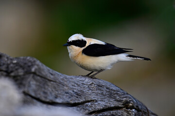 Obraz premium Balkansteinschmätzer // Eastern Black-eared Wheatear (Oenanthe melanoleuca) - Peloponnes, Griechenland