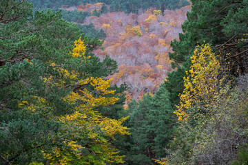 Path crossing the beech forest of Peñarroya Moncayo, Moncayo Natural Park, Zaragoza province, Spain