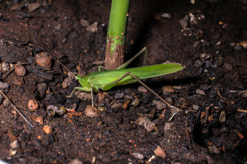 A vibrant green katydid, or bush-cricket, rests on dark, rich soil in Brazil. This detailed macro shot highlights the insect's leaf-like camouflage, long antennae, and natural garden habitat.