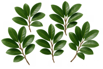 Plant branches with fresh green leaves ready for use in various nature, organic, and botanical themed designs. Transparent background