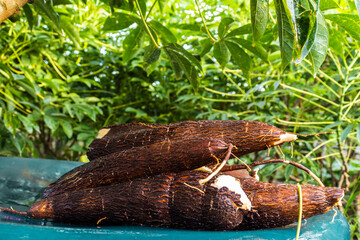 Cassava root on a plastic table with the manioc plantation on the farm in Brazil