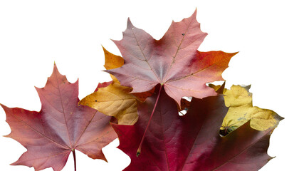 Fototapeta premium Brightly colored autumn maple leaves in yellow and red, some isolated on white to show the beautiful fall season nature