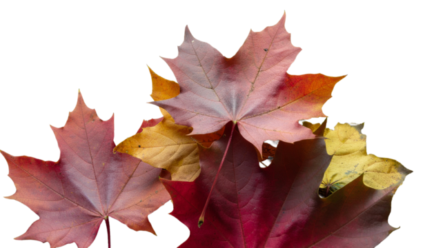 Brightly colored autumn maple leaves in yellow and red, some isolated on white to show the beautiful fall season nature
