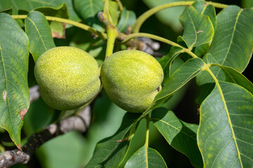 Green walnut growing on tree branch
