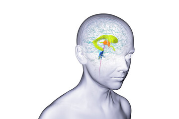 Human brain with colored ventricles, 3D illustration