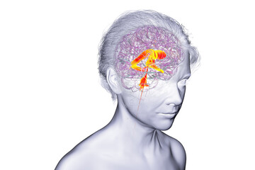 Ventricular system of the brain, 3D illustration