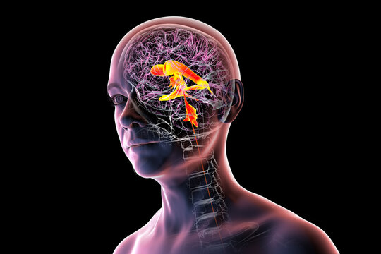 Ventricular system of the brain, 3D illustration