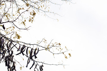 Tree branches with golden autumn leaves and dark pod fruits against a bright white background, creating natural copy space in park pratelstvi Prosek, Prague 9
