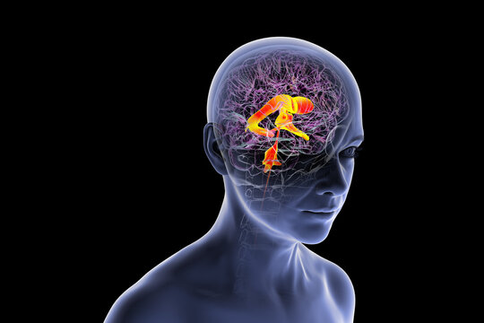 Ventricular system of the brain, 3D illustration