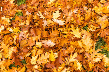 Colorful fallen oak leaves creating a vibrant natural carpet on the ground, representing the beauty of the autumn season in park pratelstvi  Prosek, Prague 9
