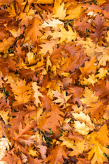 Ground covered with vibrant orange and brown oak leaves during vibrant autumn season. Warm colors providing natural fall background in park pratelstvi  Prosek, Prague 9