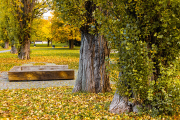 Autumn park pratelstvi path with trees displaying seasonal fall colors. Fallen yellow and green leaves decorate the grass and ground, creating a peaceful scene Prosek, Prague 9