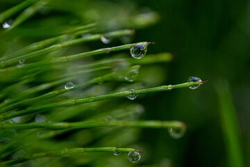 Dew drops on thin green stems
Tiny drops of dew on thin green stems create a sense of gentle balance in nature.
