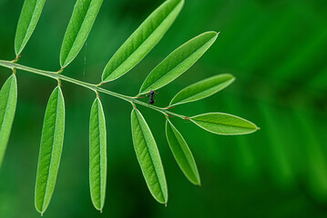Green leaf with black ant against natural background
Detailed view of a green leaf with a black ant in the middle, taken in natural light _ the simplicity and harmony of nature.
