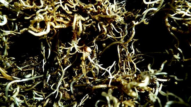 Clover Root System (Trifolium): Scientific visualisation of clover roots illustrating symbiotic nitrogen fixation for agronomy and educational materials.