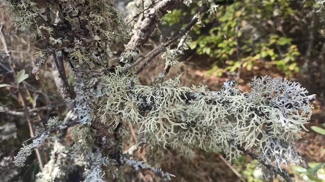 oak moss growing on oak in mountain at sunny day. close up