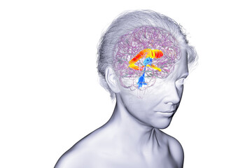 The lateral brain ventricles, 3D illustration