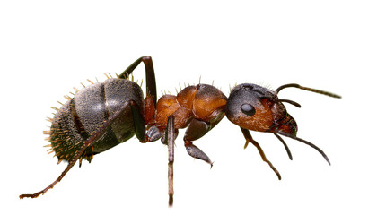 Black ant formica isolated on a white background, a macro closeup of the small insect pest